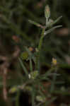 Dwarf horseweed